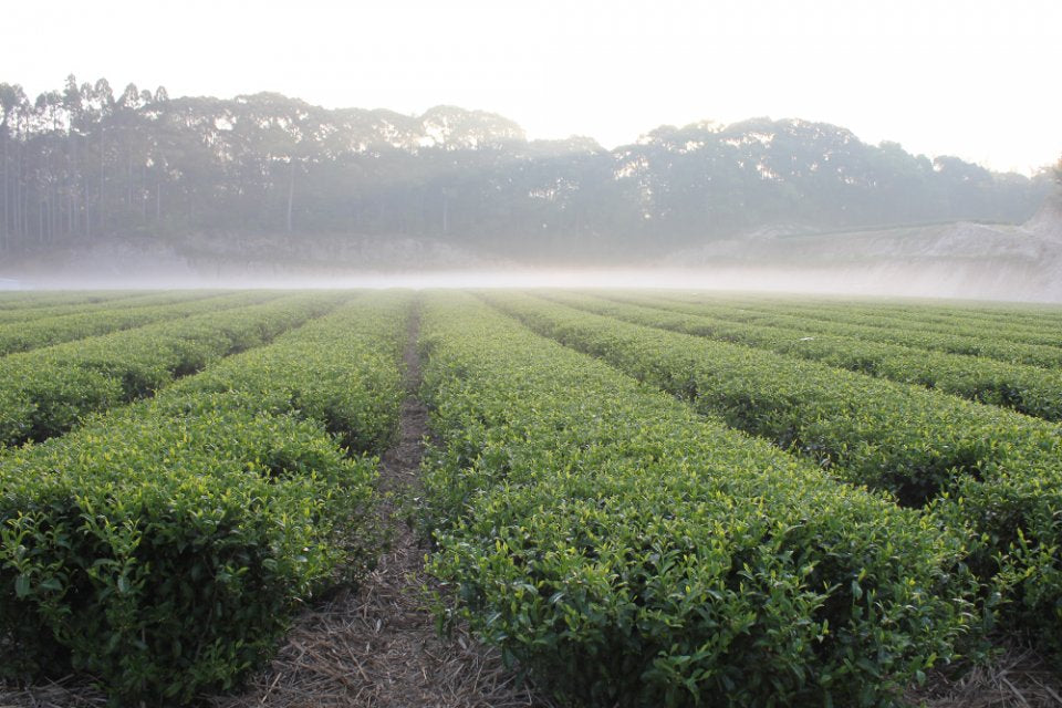 The spring picking, and only the top leaves.