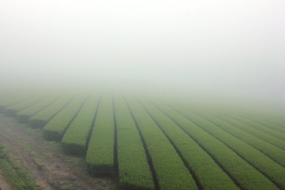 The Magic of Mist